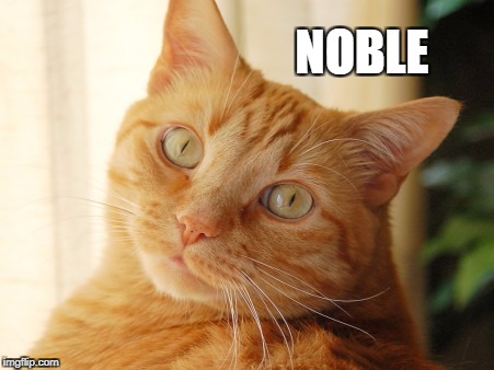 NOBLE | image tagged in orange tabby | made w/ Imgflip meme maker