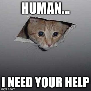 Ceiling Cat | HUMAN... I NEED YOUR HELP | image tagged in memes,ceiling cat | made w/ Imgflip meme maker