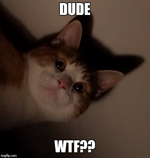 DUDE; WTF?? | image tagged in wtf cat | made w/ Imgflip meme maker