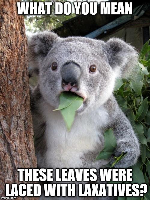 Surprised Koala Meme | WHAT DO YOU MEAN; THESE LEAVES WERE LACED WITH LAXATIVES? | image tagged in memes,surprised koala | made w/ Imgflip meme maker