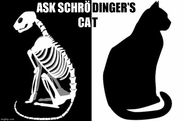  DINGER'S; ASK SCHRÖ; T; CA | image tagged in schrdinger's cat | made w/ Imgflip meme maker