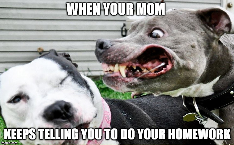 Semi-Annoyed Dog | WHEN YOUR MOM; KEEPS TELLING YOU TO DO YOUR HOMEWORK | image tagged in semi-annoyed dog | made w/ Imgflip meme maker