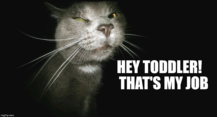 Stalker Cat | HEY TODDLER!   THAT'S MY JOB | image tagged in stalker cat | made w/ Imgflip meme maker