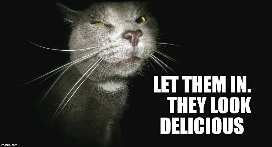Stalker Cat | LET THEM IN.    THEY LOOK DELICIOUS | image tagged in stalker cat | made w/ Imgflip meme maker