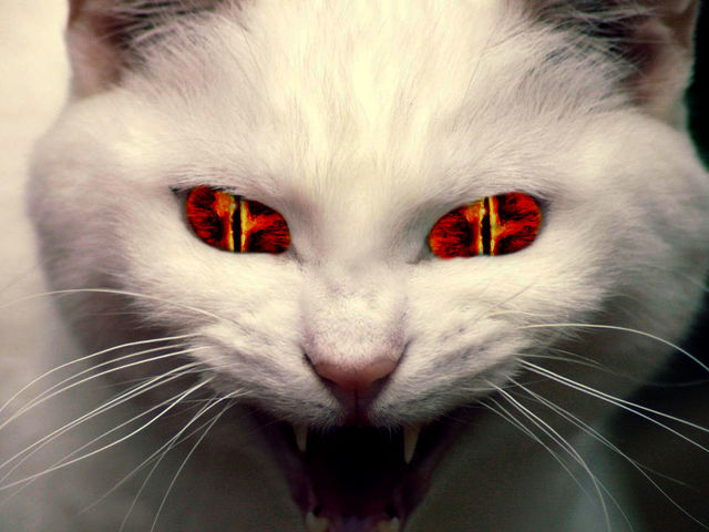 High Quality Evil cat demon Blank Meme Template