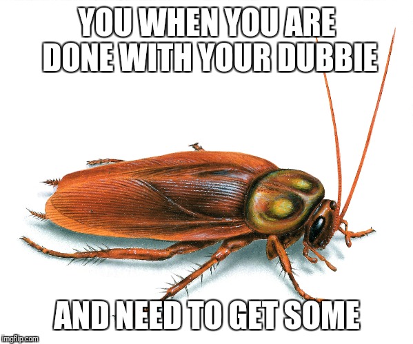 Desperate buddy desperate | YOU WHEN YOU ARE DONE WITH YOUR DUBBIE; AND NEED TO GET SOME | image tagged in cockroach,animals,pot,marijuana | made w/ Imgflip meme maker