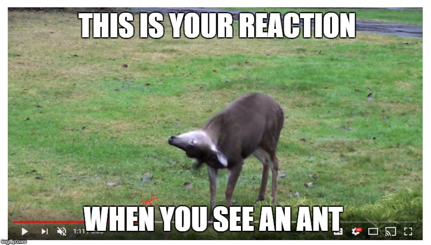 reaction | THIS IS YOUR REACTION; WHEN YOU SEE AN ANT | image tagged in deer,funny memes | made w/ Imgflip meme maker