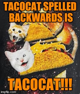 TACOCAT!!! | TACOCAT SPELLED BACKWARDS IS; TACOCAT!!! | image tagged in tacos,cats,funny meme | made w/ Imgflip meme maker
