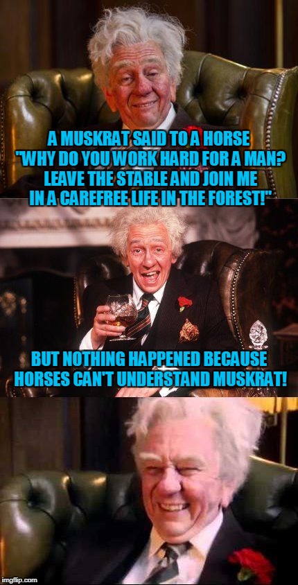 but he understood enough to whinny and stomp the little sucker for mocking him | A MUSKRAT SAID TO A HORSE "WHY DO YOU WORK HARD FOR A MAN? LEAVE THE STABLE AND JOIN ME IN A CAREFREE LIFE IN THE FOREST!"; BUT NOTHING HAPPENED BECAUSE HORSES CAN'T UNDERSTAND MUSKRAT! | image tagged in drinking englishman,memes,communication,horse,animals,tall tale | made w/ Imgflip meme maker