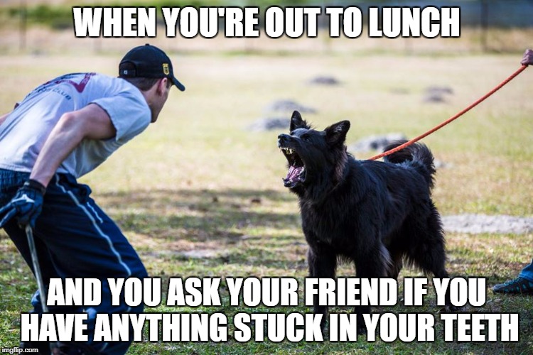 WHEN YOU'RE OUT TO LUNCH; AND YOU ASK YOUR FRIEND IF YOU HAVE ANYTHING STUCK IN YOUR TEETH | image tagged in sammy the dog trainer 1 | made w/ Imgflip meme maker