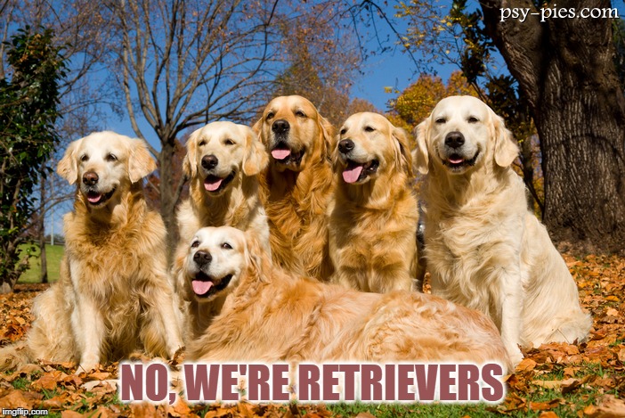 NO, WE'RE RETRIEVERS | made w/ Imgflip meme maker