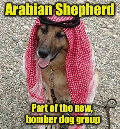 Arabian Shepherd Part of the new, bomber dog group | made w/ Imgflip meme maker