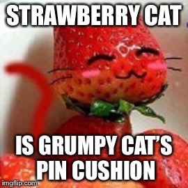 Fruit week Dec 10-16A Benjamin tanner event | STRAWBERRY CAT; IS GRUMPY CAT’S PIN CUSHION | image tagged in grumpy cat,memes,strawberry | made w/ Imgflip meme maker