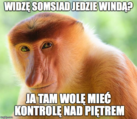 Nosacz Sundajski - Polak xd | WIDZĘ SOMSIAD JEDZIE WINDĄ? JA TAM WOLĘ MIEĆ KONTROLĘ NAD PIĘTREM | image tagged in nosacz sundajski - polak xd | made w/ Imgflip meme maker