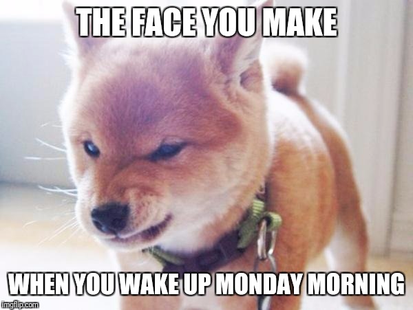 monday face |  THE FACE YOU MAKE; WHEN YOU WAKE UP MONDAY MORNING | image tagged in monday face | made w/ Imgflip meme maker