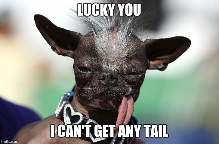 LUCKY YOU I CAN'T GET ANY TAIL | made w/ Imgflip meme maker