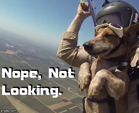 Fly'n | image tagged in dogs | made w/ Imgflip meme maker