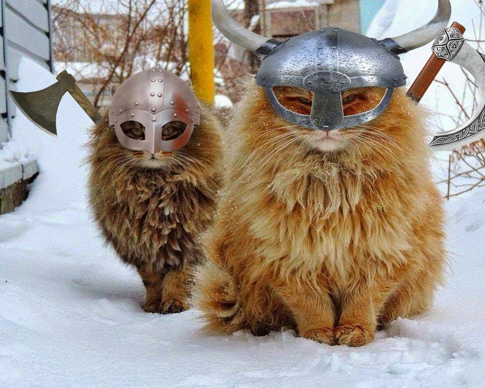 Viking Cats Blank Meme Template