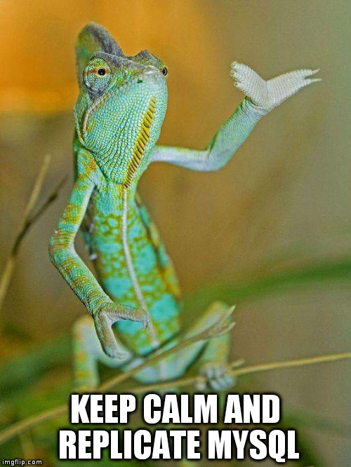 Chameleon  | KEEP CALM AND REPLICATE MYSQL | image tagged in chameleon | made w/ Imgflip meme maker