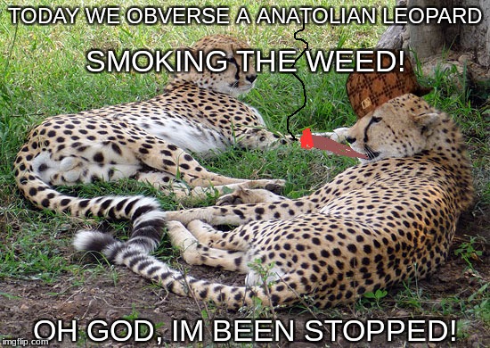 Today We Obverse A ANATOLIAN LEOPARD | TODAY WE OBVERSE A ANATOLIAN LEOPARD; SMOKING THE WEED! OH GOD, IM BEEN STOPPED! | image tagged in smoke weed everyday | made w/ Imgflip meme maker