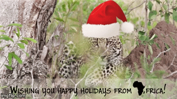 africachristmas | image tagged in gifs,christmas,animals | made w/ Imgflip video-to-gif maker