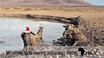 africachristmas | image tagged in gifs,christmas,animals | made w/ Imgflip video-to-gif maker