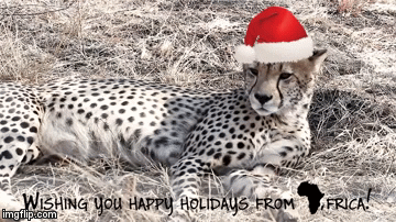 africachristmas | image tagged in gifs,christmas,animals | made w/ Imgflip video-to-gif maker