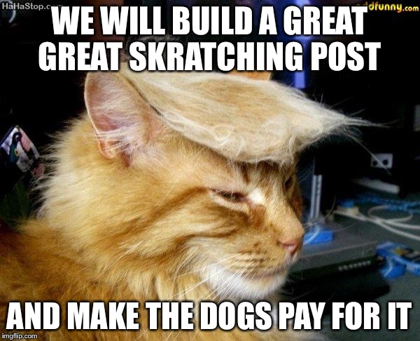 donald trump cat | WE WILL BUILD A GREAT GREAT SKRATCHING POST; AND MAKE THE DOGS PAY FOR IT | image tagged in donald trump cat | made w/ Imgflip meme maker