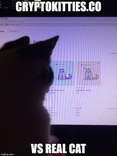 CRYPTOKITTIES.CO; VS REAL CAT | image tagged in cryptocat | made w/ Imgflip meme maker