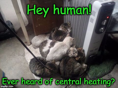 Any Heater in a Storm | Hey human! Ever heard of central heating? | image tagged in cats,funny cats,winter,cold weather | made w/ Imgflip meme maker