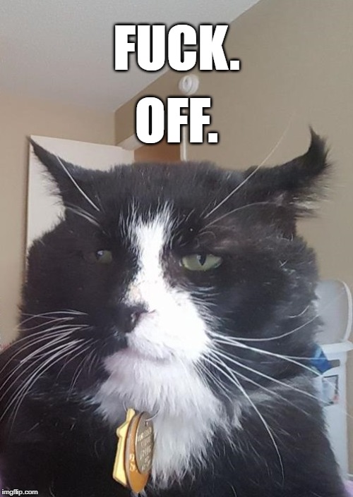 FUCK. OFF. | image tagged in fuck off cat | made w/ Imgflip meme maker