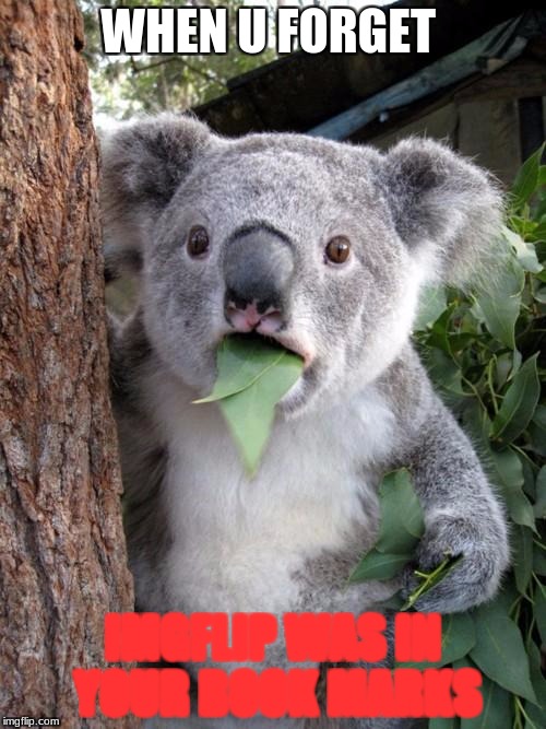 Surprised Koala Meme | WHEN U FORGET; IMGFLIP WAS IN YOUR BOOK MARKS | image tagged in memes,surprised koala | made w/ Imgflip meme maker