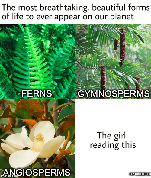 Beautiful | GYMNOSPERMS; FERNS; ANGIOSPERMS; PHYTOMEMETICS | image tagged in girl,plants,beautiful,life | made w/ Imgflip meme maker