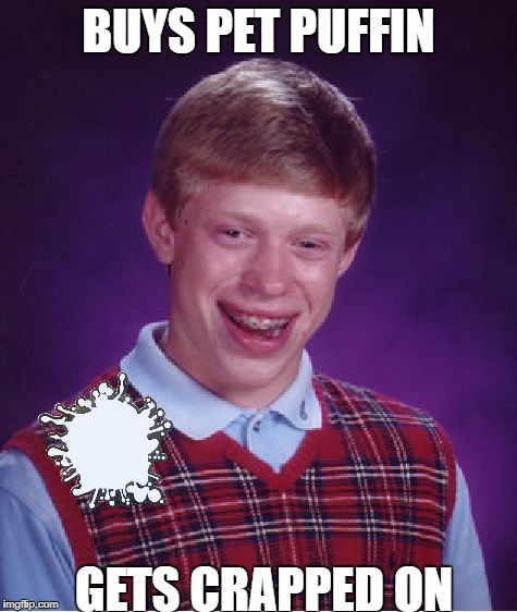 Bad Luck Brian Meme | BUYS PET PUFFIN GETS CRAPPED ON | image tagged in memes,bad luck brian | made w/ Imgflip meme maker