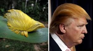 Best comparison  | image tagged in donald trump | made w/ Imgflip meme maker