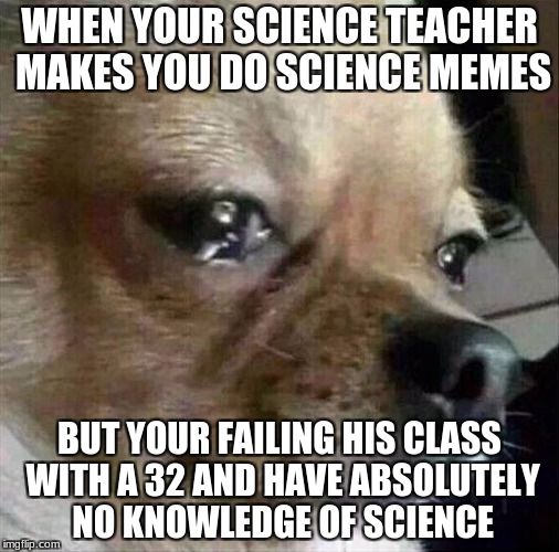 crying chihuahua | WHEN YOUR SCIENCE TEACHER MAKES YOU DO SCIENCE MEMES; BUT YOUR FAILING HIS CLASS WITH A 32 AND HAVE ABSOLUTELY NO KNOWLEDGE OF SCIENCE | image tagged in crying chihuahua | made w/ Imgflip meme maker