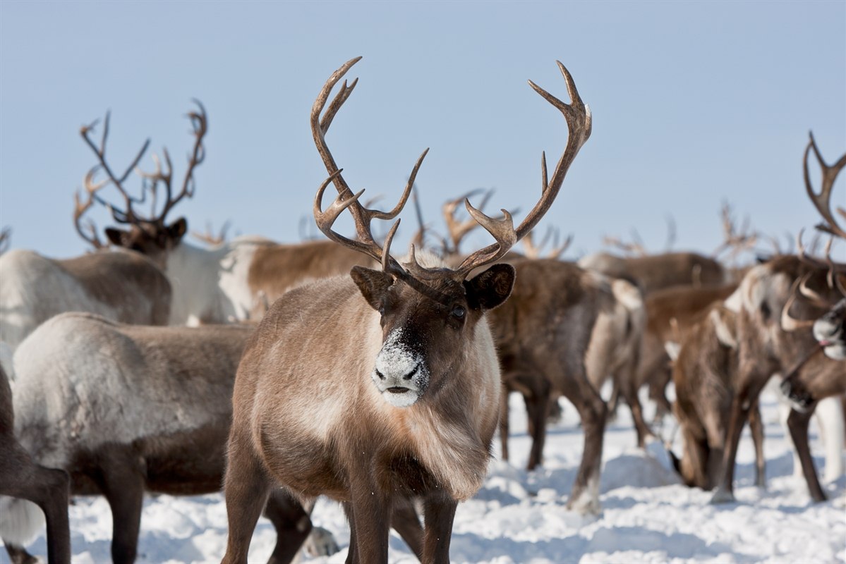 Reindeer Blank Meme Template