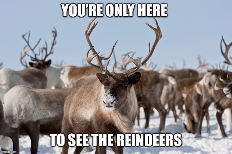 Reindeer | YOU’RE ONLY HERE; TO SEE THE REINDEERS | image tagged in reindeer | made w/ Imgflip meme maker