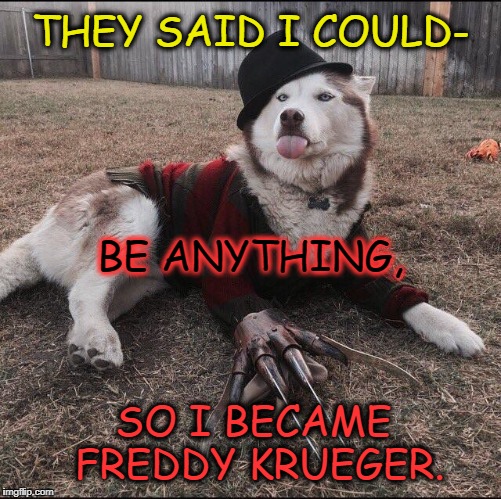 Be Yourself | THEY SAID I COULD-; BE ANYTHING, SO I BECAME FREDDY KRUEGER. | image tagged in dogs,dog,freddy krueger,husky | made w/ Imgflip meme maker