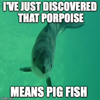 Accidentally on porpoise | I'VE JUST DISCOVERED THAT PORPOISE; MEANS PIG FISH | image tagged in porpoise,funny memes | made w/ Imgflip meme maker