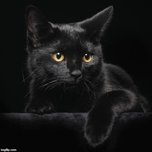 gato negro | image tagged in pose,gato,hermoso | made w/ Imgflip meme maker