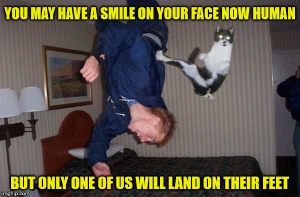 Stupid Human Tricks | YOU MAY HAVE A SMILE ON YOUR FACE NOW HUMAN; BUT ONLY ONE OF US WILL LAND ON THEIR FEET | image tagged in man cat,memes,what if i told you,one does not simply | made w/ Imgflip meme maker