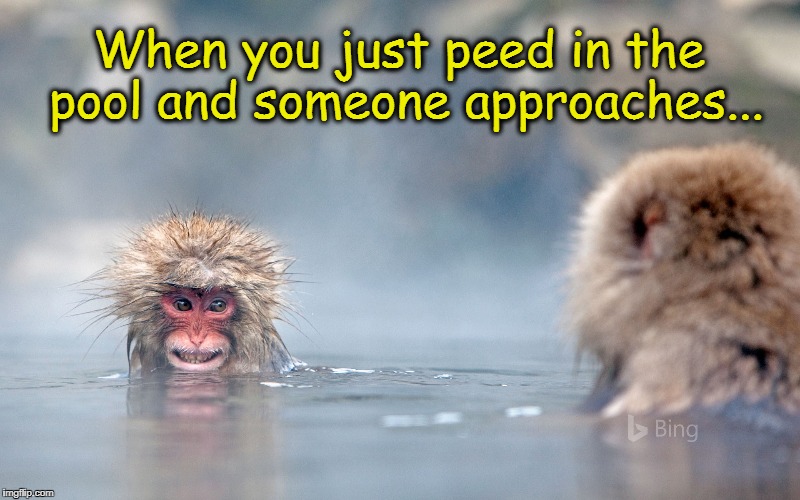 Busted! | When you just peed in the pool and someone approaches... | image tagged in funny memes,monkey,funny monkey | made w/ Imgflip meme maker