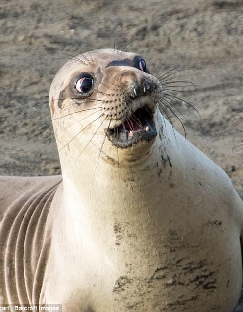 High Quality Surprised seal Blank Meme Template