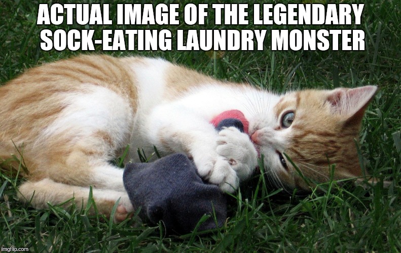 Proof. | ACTUAL IMAGE OF THE LEGENDARY SOCK-EATING LAUNDRY MONSTER | image tagged in socks,cats,meme | made w/ Imgflip meme maker