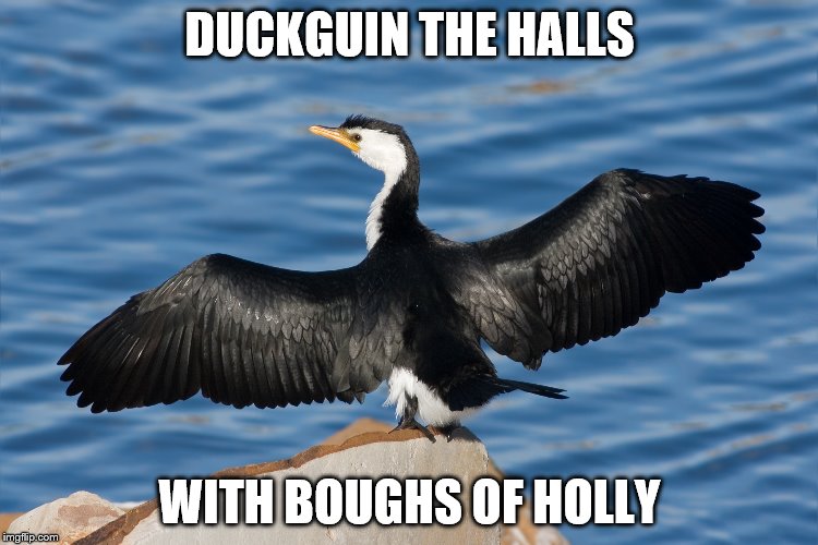 Duckguin | DUCKGUIN THE HALLS; WITH BOUGHS OF HOLLY | image tagged in duckguin | made w/ Imgflip meme maker