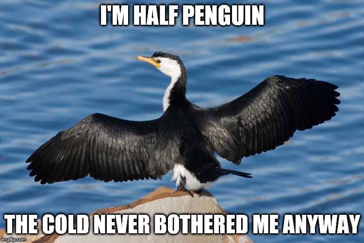 Duckguin | I'M HALF PENGUIN; THE COLD NEVER BOTHERED ME ANYWAY | image tagged in duckguin | made w/ Imgflip meme maker