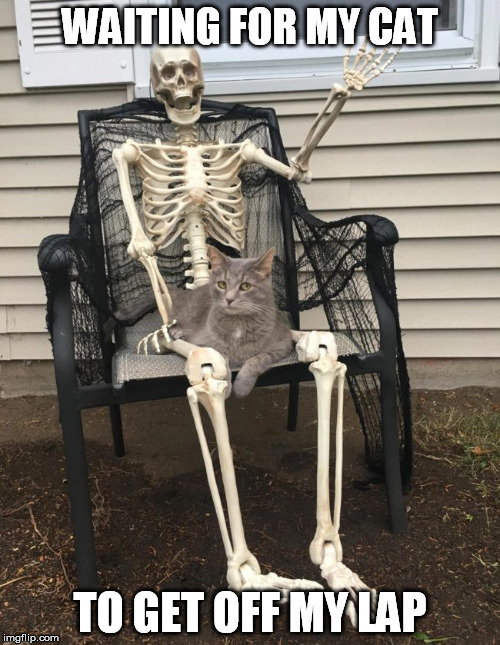 Lap Cat | WAITING FOR MY CAT; TO GET OFF MY LAP | image tagged in cat,sitting,waiting skeleton | made w/ Imgflip meme maker