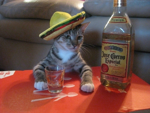 High Quality Cat wearing sombrero Blank Meme Template