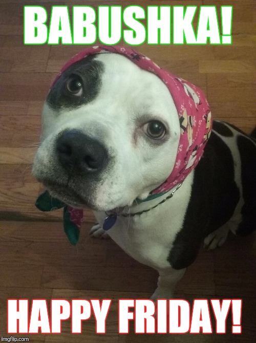 BABUSHKA! HAPPY FRIDAY! | image tagged in dog,bulldog | made w/ Imgflip meme maker